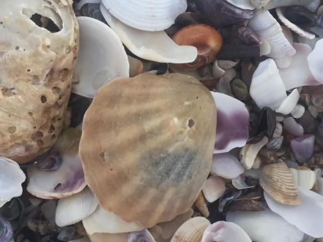 Appartement Bulgaria Na Lato Z Widokiem Na Morze Sozopol