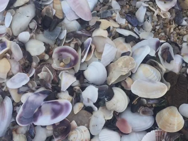 Bulgaria Na Lato Z Widokiem Na Morze Sozopol